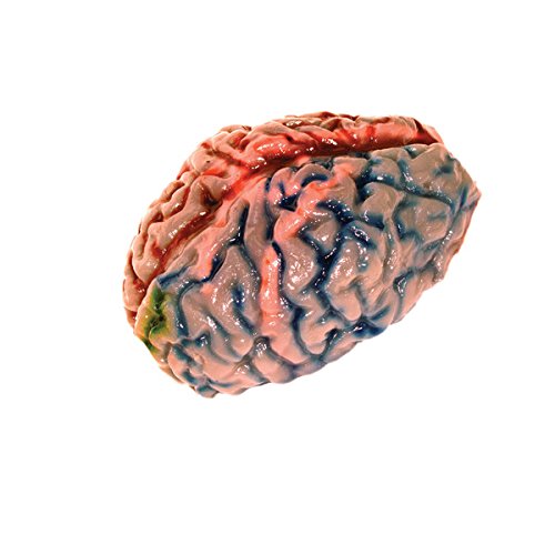 Scientific Explorer Disgusting Anatomy Brain, Multi Color